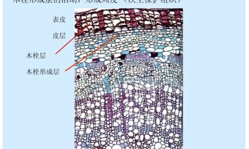 承德颈复康药业集团招聘信息-承德颈复康药业小儿用药网承德颈复康颗粒的功效与主治知识网站,分享承德颈复康药业小儿用药有限公司大全